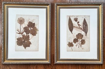 A Pair Of 19th Century Botanical Plates