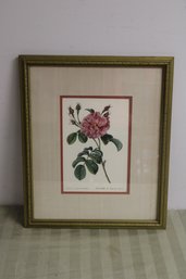 Rosa Semper Florens Print.