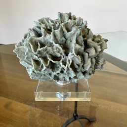 A Tabletop Coral Piece On Lucite Base