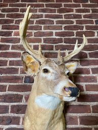 Shoulder Mount White Tail Buck