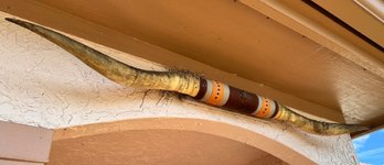 A Vintage Lone Star Decorated Steer Horn Mount