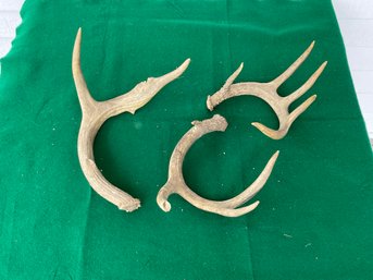 Group Of 3 Antlers