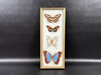 Vintage Mid-Century Preserved Butterflies Under Domed Glass