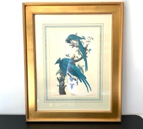 Large Gold Framed Audubon Columbia Jay Print