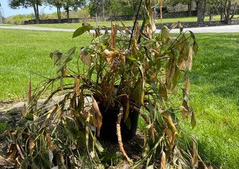 A Large Live Plant!