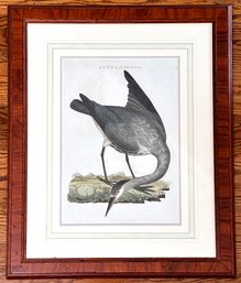 An Original 19th Century Hand Colored Wildfowl Engraving