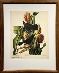 Purple Gackle - Audubon - Print - Repro