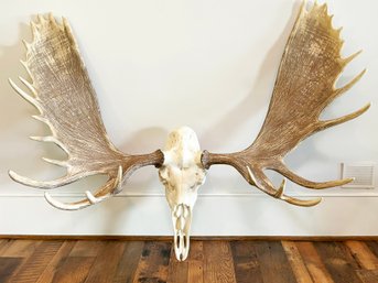 A Very Large Faux Alaska Bull Moose Antler Rack And Skull