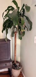 Very Old And 82in Tall Dracaena Plant In Large Pot