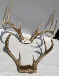 Pair Of Top-end Deer Racks With Caps- 6 And 8 Points