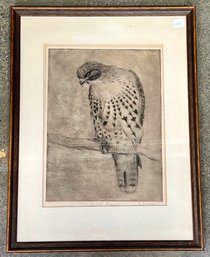 Sheridan Oman, Red Tailed Hawk Framed Etching, Pencil Signed
