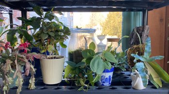 A Group Of 8 Live Houseplants Including Two Terrariums! - B