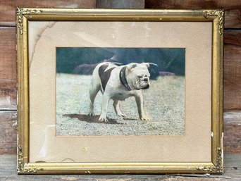 An Antique Hand Colored Bulldog Photograph