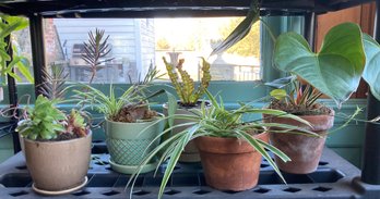 A Group Of 6 Live Houseplants - C