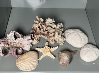 An Assortment Of Large Natural Seashells Plus A Box Full Of Smaller Shells