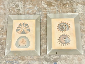 Pair Of Chelsea Shells Prints In Mirror Frames