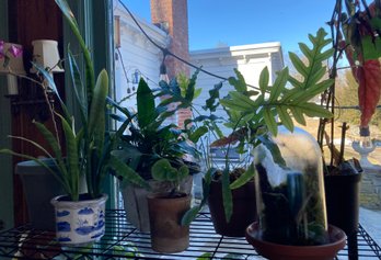 A Group Of 7 Live Houseplants - Includes One Terrarium - H