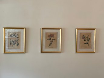 Lot Of 3 Framed Botanical Prints