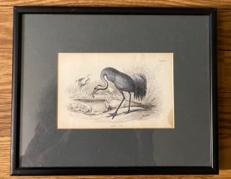 Framed 19th Century Print 'COMMON CRANE'