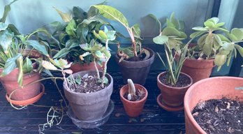 A Group Of 8 Live Houseplants - Includes One In Large Pot - E