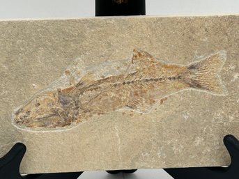 Large Fossil MIOPLOSUS Fish On Matrix- Green River Formation In Wyoming- 48-55 Million Years Old!