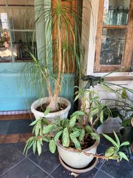 A Group Of 2 Large Live Houseplants - 3-5 Feet High - I