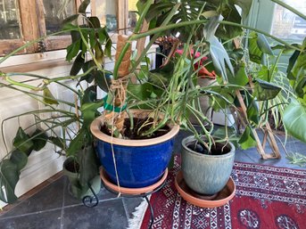 A Group Of 4 Live Houseplants - 3-5 Feet High - J