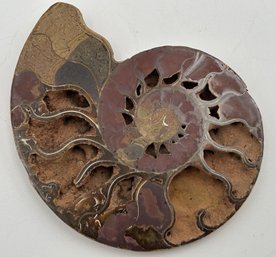 Authentic 100-Million-Year-Old AMMONITE FOSSIL Cross-section