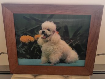 3D Image Framed Poodle Dog Picture