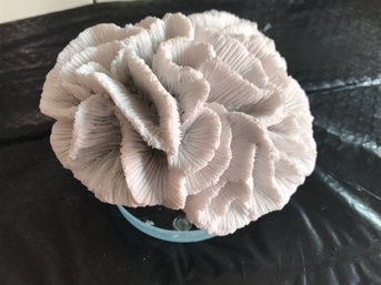 Crystalized Coral, 1 LB 12 Oz, 6 Inch Tall 5 Inch Wide