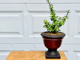 Beautiful Jade Plant In Decorative Planter