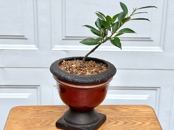 Fig Tree Plant In Decorative Planter