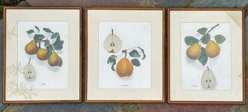 A Trio Of Vintage Botanical Lithographs - Hovey, Barry, Morceau