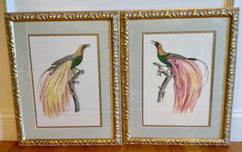 Rare Pair Of CHELSEA HOUSE BIRDS OF PARADISE Custom Prints