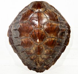 A Large, Authentic Tortoise Shell