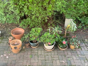 Lot Of Plants And Pots