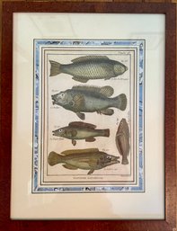 Framed Antique Hand Painted Fish Print HISTOIRE NATURELLE