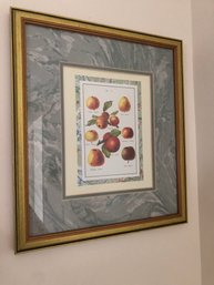 Botanical Print Belgian Apple Chart