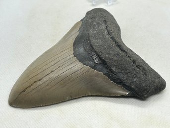 Superb Authentic MEGALODON FOSSIL SHARK TOOTH- High Grade Condition- 4.95' Long!