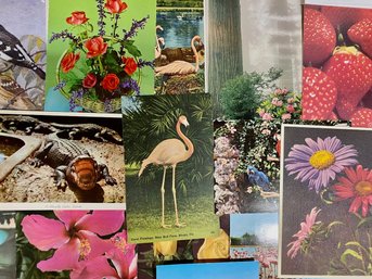 Flora And Fauna Post Cards