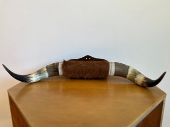 Taxidermy Bull Horns Mounted On Wood Shield