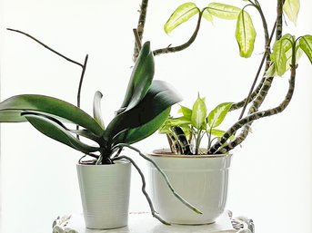 An Orchid And Other Live Tropical In Ceramic Pots