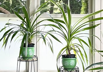 A Pair Of Live Tropical Plants In Ceramic Cache Pots