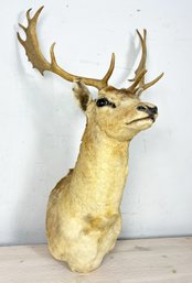 A 6 Point Buck Mount