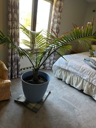 Large Areca Palm (Live)