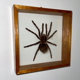 Vintage Framed Tarantula Taxidermy