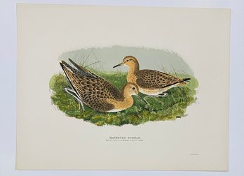 Duck Audubon Vintage 1974 Lithograph, Machetes Pugnax