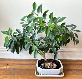 Bonsai Tree