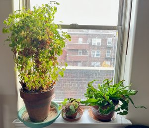 Three House Plants