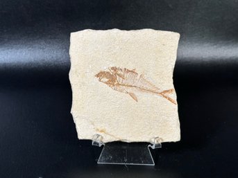 A Fascinating Fossil Fish From Wyoming